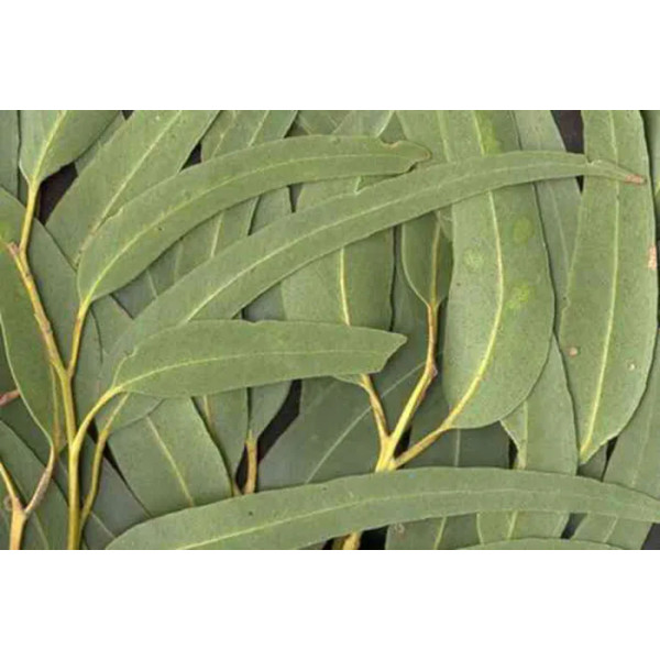 Льодяники від застуди, Herbal Lozenges Bag 20 herbs + Eucalyptus and Menthol, Swiss Energy, від кашлю, болю в горлі та закладеності носа, 20 альпійських трав, ментол та евкаліпт, 12 трав'яних льодяників (55 г)